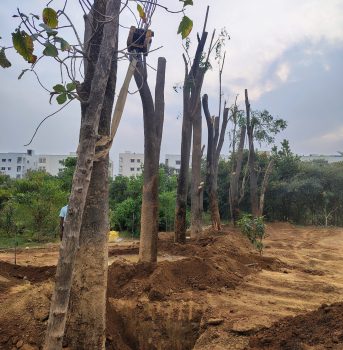 Tree transplantation in india
