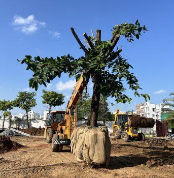 Tree Transplantation