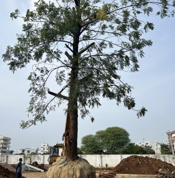 Tree Transplantation